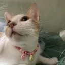kashkah