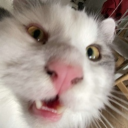 avatar Konsta