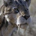 avatar _🔸Riamus🔸_