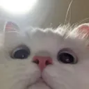 akirareiss