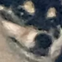ppdbj
