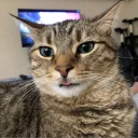 badkittycass