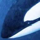 mugiwara_bonsa1