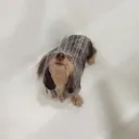 bungholegirl