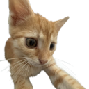 avatar DomcaOfficial