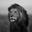 bigcatattackk