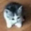 midgi1949 avatar