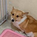 avatar chicken nugget✨