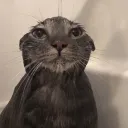 beelbubs