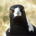 daydreamer96#3741's avatar