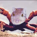 gerbilcrab