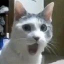 ccpalpha