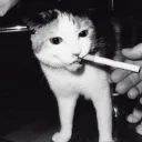 me0wchow