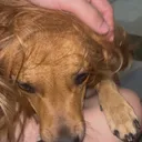 yagsp