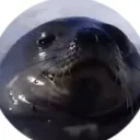 seal195112 avatar