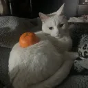 diitu.