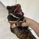 faynvonfloof