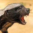 .morkus