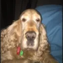 naaldo