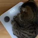 moofzmoz