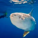 peixelua