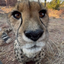 avatar midnight feline