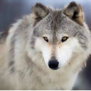 avatar AlphaCanisLupus