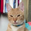 sourblondie