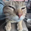 a discord avatar