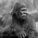 roguesasquatch1356