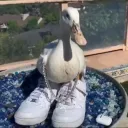 mightduck6308
