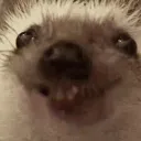 abarcovich