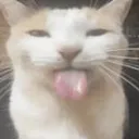 flof_