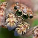 spider3777