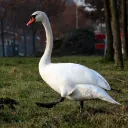 swanrunner