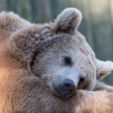 avatar Big-Bear Draejann