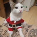 avatar ★彡[𝕷𝖎𝖔𝖆𝖓𝖆]彡★🎀