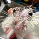 bleph