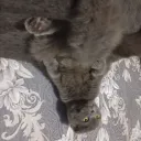 plushacat