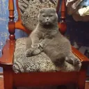 plushacat