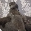 plushacat
