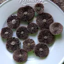 madsciense