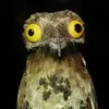 majesticpotoo