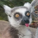lemurchik.