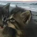 d4rkcat