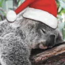 koala17