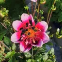 bearulata