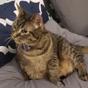 tonksie_