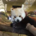 apileofcats_