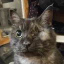 adorablecat